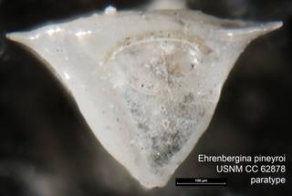 To NMNH Paleobiology Collection (Ehrenbergina pineyroi USNM CC 62878 paratype)