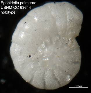 To NMNH Paleobiology Collection (Eponidella palmerae USNM CC 63644 holotype)