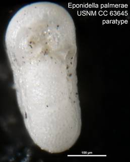 To NMNH Paleobiology Collection (Eponidella palmerae USNM CC 63645 paratype)