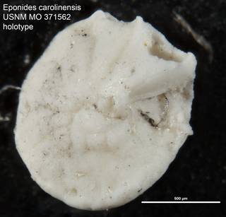 To NMNH Paleobiology Collection (Eponides carolinensis USNM MO 371562 holotype)