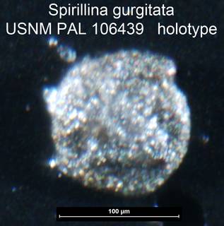 To NMNH Paleobiology Collection (Spirillina gurgitata USNM PAL 106439 holotype)