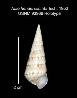 To NMNH Extant Collection (IZ MOL 93966 Holotype shell)