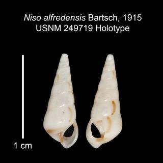 To NMNH Extant Collection (IZ MOL 249719 Holotype shell)