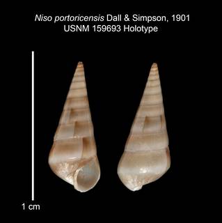 To NMNH Extant Collection (IZ MOL 159693 Holotype shell)