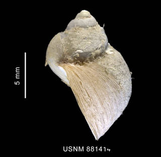 To NMNH Extant Collection (Pelilittorina sp. shell lateral view)