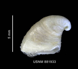 To NMNH Extant Collection (Capulus subcompressus Pelseneer, 1903 shell left lateral view)