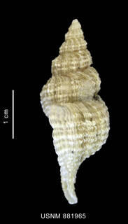 To NMNH Extant Collection (Trophon (Fuegotrophon) pallidus (Broderip, 1832) shell lateral view)