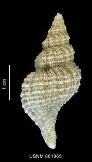 To NMNH Extant Collection (Trophon (Fuegotrophon) pallidus (Broderip, 1832) shell dorsal view)