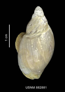 To NMNH Extant Collection (Provocator sp. shell dorsal view)