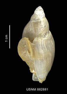 To NMNH Extant Collection (Provocator sp. shell lateral view)