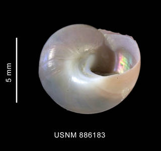 To NMNH Extant Collection (Margarella violacea (King et Broderip, 1832) shell basal view)