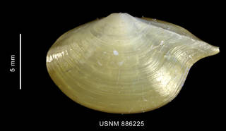 To NMNH Extant Collection (Spinula calcar (Dall, 1908) shell left valve outer view)