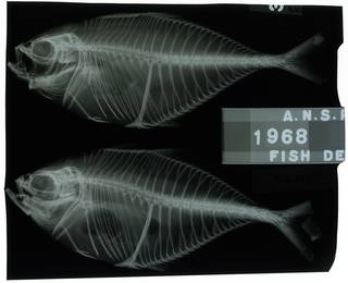 To NMNH Extant Collection (Alepes kleinii RAD116180-001)