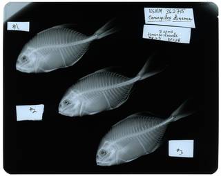 To NMNH Extant Collection (Carangoides dinema RAD116242-001)