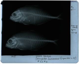 To NMNH Extant Collection (Carangoides humerosus RAD116292-002)