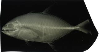 To NMNH Extant Collection (Carangoides oblongus RAD116293-001)