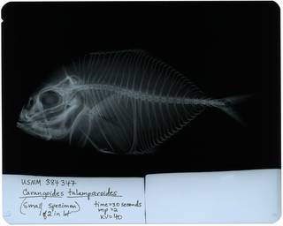 To NMNH Extant Collection (Carangoides talamparoides RAD116333-001)