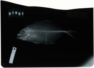 To NMNH Extant Collection (Caranx deani RAD116402-001)