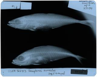 To NMNH Extant Collection (Decapterus kurroides RAD116643-001)