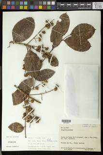 To NMNH Extant Collection (00751317)