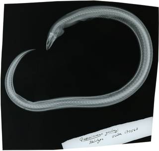 To NMNH Extant Collection (Quassiremus goslingi RAD118439-001)