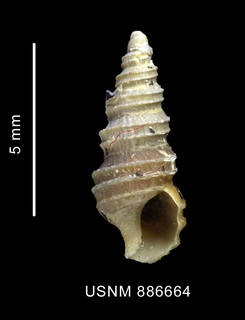 To NMNH Extant Collection (Prosipho astrolabiensis (Strebel, 1908) shell ventral view)