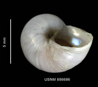 To NMNH Extant Collection (Margarella antarctica (Lamy, 1905) shell basal view)