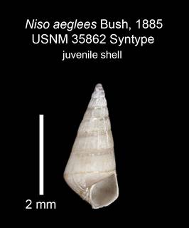 To NMNH Extant Collection (IZ MOL 35862 Syntype shell 2 juvenile)