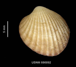 To NMNH Extant Collection (Cyclocardia spurca (Sowerby, 1833) left valve outer view)