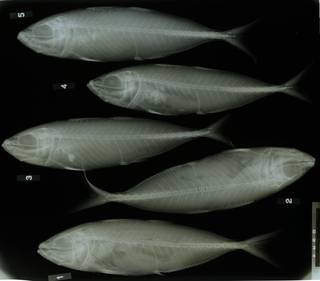 To NMNH Extant Collection (Decapterus akaadsi RAD116637-001)