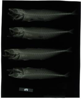 To NMNH Extant Collection (Decapterus hypodus RAD116764-001)
