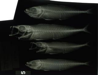 To NMNH Extant Collection (Decapterus russelli RAD117201-001)