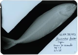 To NMNH Extant Collection (Naucrates ductor RAD117309-001)