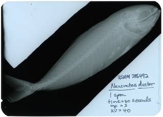 To NMNH Extant Collection (Naucrates ductor RAD117309-002)