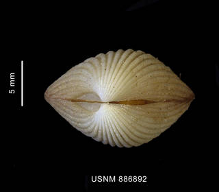 To NMNH Extant Collection (Cyclocardia spurca (Sowerby, 1833) apical view)