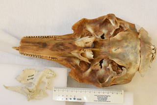 To NMNH Extant Collection (MMP USNM 396018 Stenella attenuata skull ventral view basicranial sinuses silicon)