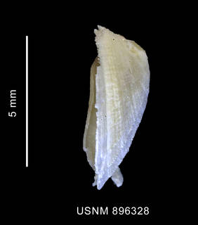 To NMNH Extant Collection (Iothia coppingeri (Smith, 1881) shell lateral view)