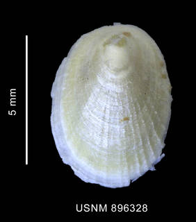 To NMNH Extant Collection (Iothia coppingeri (Smith, 1881) shell apical view)