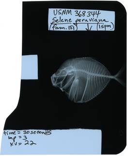 To NMNH Extant Collection (Selene peruviana RAD117432-001)
