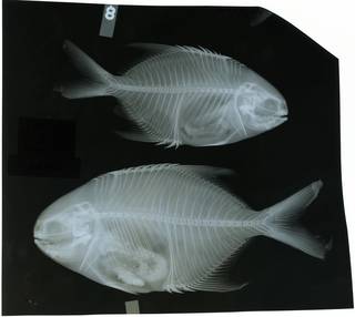 To NMNH Extant Collection (Trachinotus marginatus RAD117683-001)