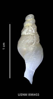 To NMNH Extant Collection (Leucosyrinx paratenoceras Powell, 1951 shell lateral view)