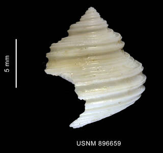 To NMNH Extant Collection (Falsimargarita sp. shell lateral view)