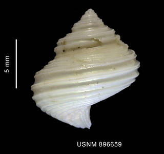 To NMNH Extant Collection (Falsimargarita sp. shell dorsal view)