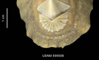 To NMNH Extant Collection (Nuttallochiton mirandus (Thiele, 1906) body anterior end)
