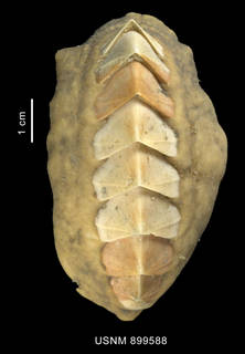 To NMNH Extant Collection (Nuttallochiton mirandus (Thiele, 1906) body dorsal view)