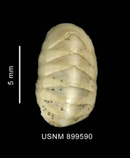 To NMNH Extant Collection (Stenosemus sp. body dorsal view)