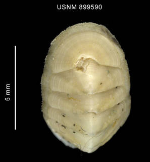 To NMNH Extant Collection (Stenosemus sp. body anterior end)