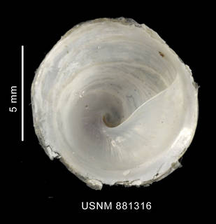 To NMNH Extant Collection (Trochita sp. shell basal view)