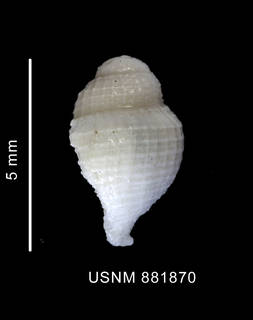 To NMNH Extant Collection (Falsitromina bella (Powell, 1951) shell lateral view)
