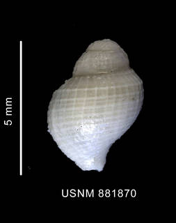 To NMNH Extant Collection (Falsitromina bella (Powell, 1951) shell dorsal view)